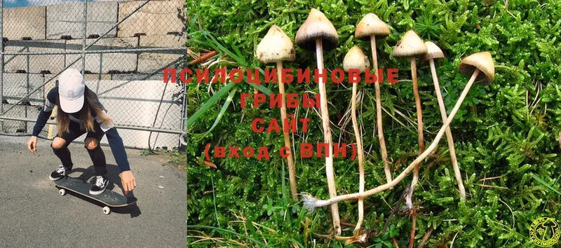 KRAKEN ссылки  Знаменск  Галлюциногенные грибы Psilocybine cubensis  где купить  